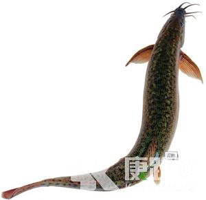 �Ա���֮���q���B�I������Ч